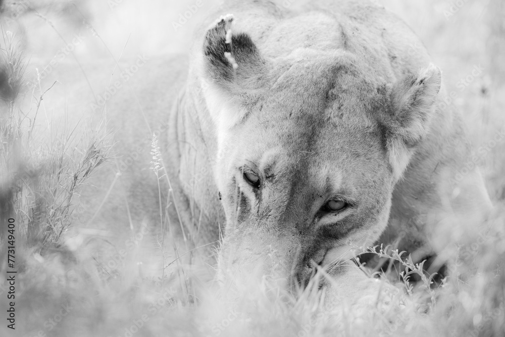 Wall mural Face of a young female lion