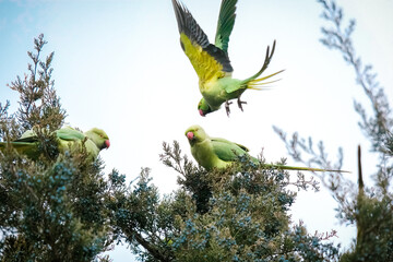 Close up view of wild green parrots on tree branches.