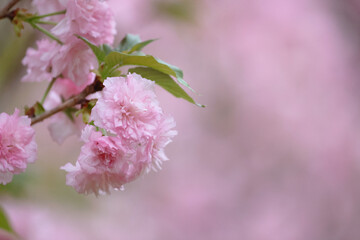 flowering cherry cultivar with pink flowers on branch