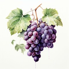 Fototapeta premium watercolor grapes in white background