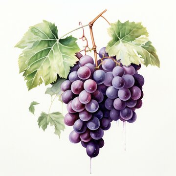 watercolor grapes in white background