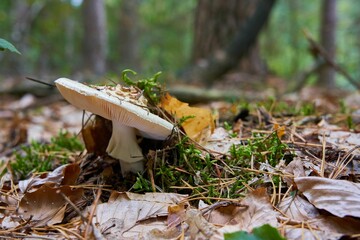 Closeup of a death cap mushroom in a forest