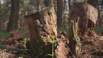 Dry bark on stump