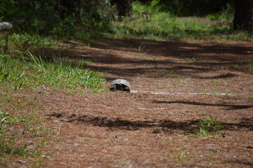 Florida Gopher Tortoise