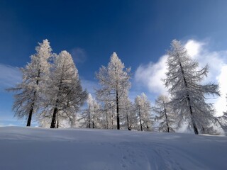 Frozen trees on a mountain slope