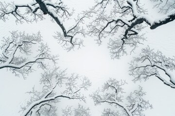 A view looking upwards at a snow-covered forest canopy with intertwined branches creating a natural pattern against the sky