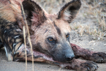 Nahaufnahme Kopf, Afrikanischer Wildhund (Lycaon pictus) rastet nach der Jagd , Nase und Kopf und...