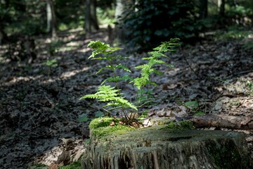 a tree stump with a small plant growing from it on the ground