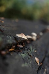 Closeup of mushrooms growing on the surface of a tree trunk, partially covered in bark