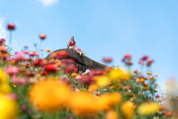 Asian woman sitting on the rock among the Straw flower or Everlasting flower blooming in the field