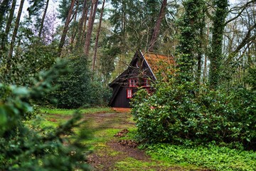 Quaint wooden cottage situated in a lush, green forest of trees