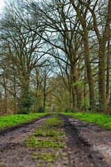 Winding dirt road through a forested landscape flanked by a lush green woodland area