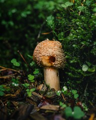 Scenic view of a mushroom growing in a forest environment, with lush green grass