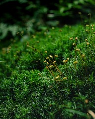 a field with plants and other things in it near the trees