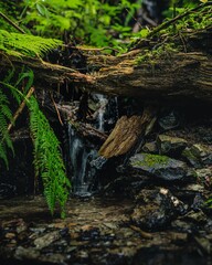 Fototapeta premium ferns, rocks and water on the forest floor of a stream
