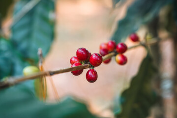 Fototapeta premium Arabica coffee bean growing on branches in plantation