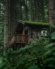 wooden cabin in the woods with moss growing on roof, and some trees in the
