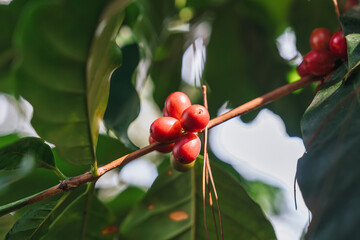 Arabica coffee bean growing on branches in plantation - 773153891