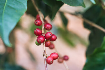 Arabica coffee bean growing on branches in plantation