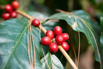 Arabica coffee bean growing on branches in plantation - 773154008