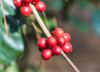 Arabica coffee bean growing on branches in plantation - 773154023