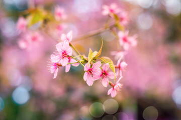 Wild himalayan cherry tree with pink flower blooming in springtime on agriculture field - 773154031