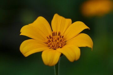 Vibrant yellow flower blooms in the bright sunlight.