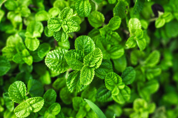 Lush foliage of organic peppermint, Mint leaves in nature