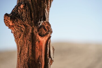 Closeup of textured bark on an old, mature tree.