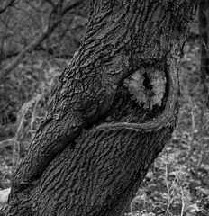 Graysacle of the trunk of a tree in the woods