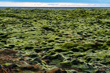 Green lava field with mossy covered at South of Iceland - 773154691