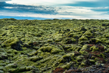 Green lava field with mossy covered at South of Iceland - 773154693