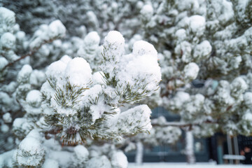 Fir tree with snow covered in winter - 773155074