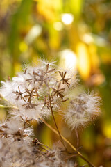 Dandelion seeds on a blurred background. Shallow depth of field