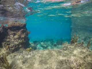 Snorkelling off the Tug Boat wreck Curacao