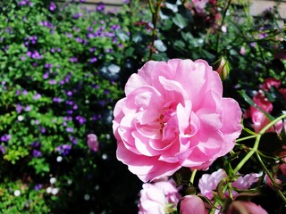 a pink rose blossom sitting in front of a garden filled with flowers