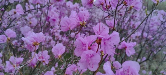 Azalea flowers bloomed in the back of my house. - obrazy, fototapety, plakaty