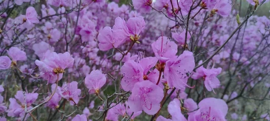Fotobehang Azalea flowers bloomed in the back of my house. © JOONGMIN
