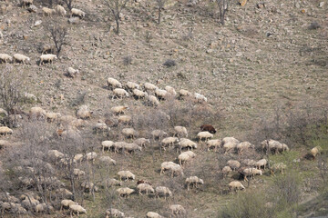 sheep, animal, lamb, farm, wool, shepherd, sheepdog