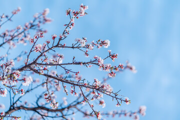 cherry blossoms