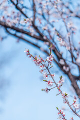 cherry blossoms