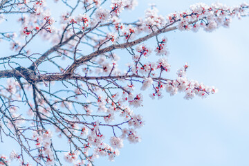 cherry blossoms