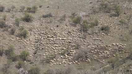 sheep, animal, lamb, farm, wool, shepherd, sheepdog
