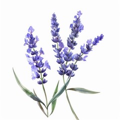 Obraz premium A watercolor clipart of a single lavender sprig the scent of summer fields