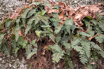 ferns growing on a rock in the forest (hiking trail in the hudson valley) beautiful plants in...