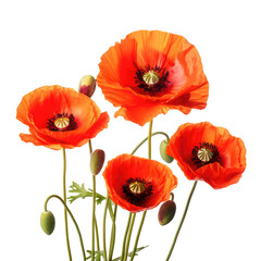 Beautiful poppy flower isolated on white