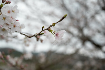 SAKURA