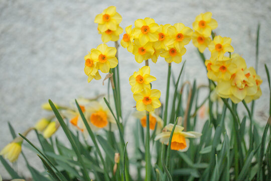 Tazetta daffodils with orange corona cup and yellow tepals. Narcissus division 8.