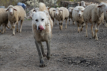 sheep, animal, lamb, farm, wool, shepherd, sheepdog