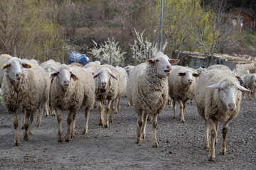 sheep, animal, lamb, farm, wool, shepherd, sheepdog
